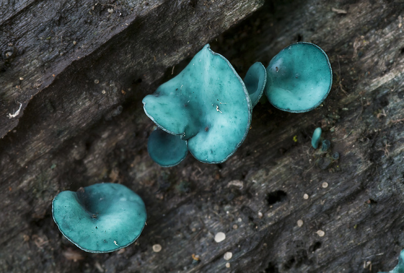 Chlorociboria aeruginascens2